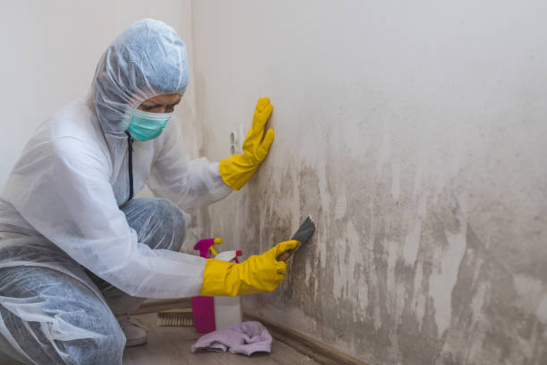Mold Odor Removal Services in Rowland, NC