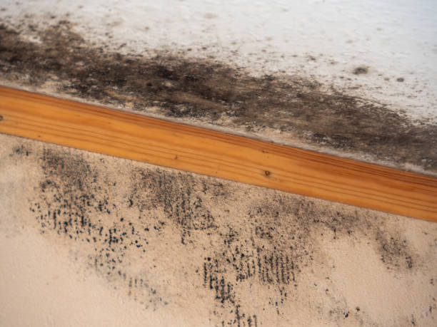 Best Mold Remediation for Healthcare Facilities  in Rowland, NC