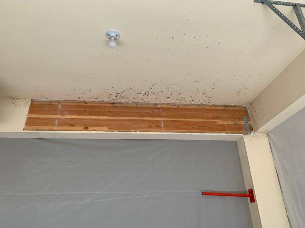 Best Real Estate Mold Inspection  in Rowland, NC