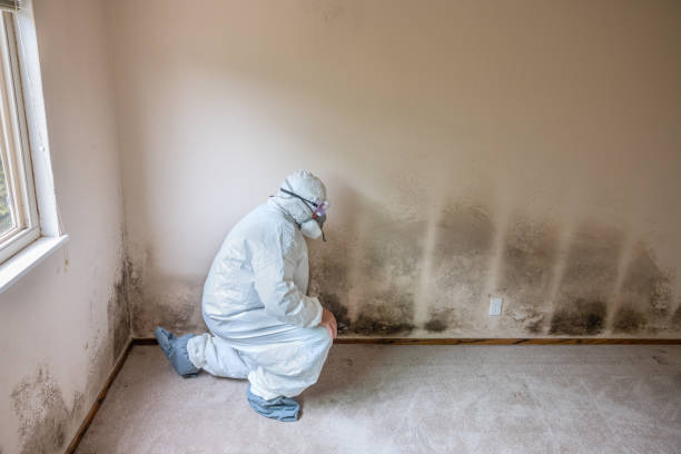 Rowland, NC Mold Removal Company